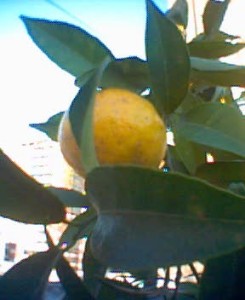 My tangerine tree 