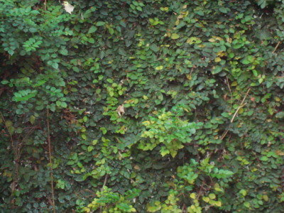 Green Investment Real EstateProject