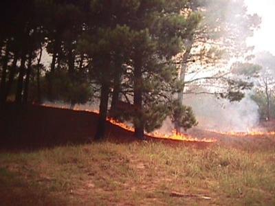 Fire in the pine woods of Pinamar
